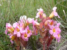 Harveya huttonii many-flowered